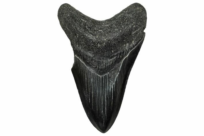 Serrated, Fossil Megalodon Tooth - South Carolina #328751